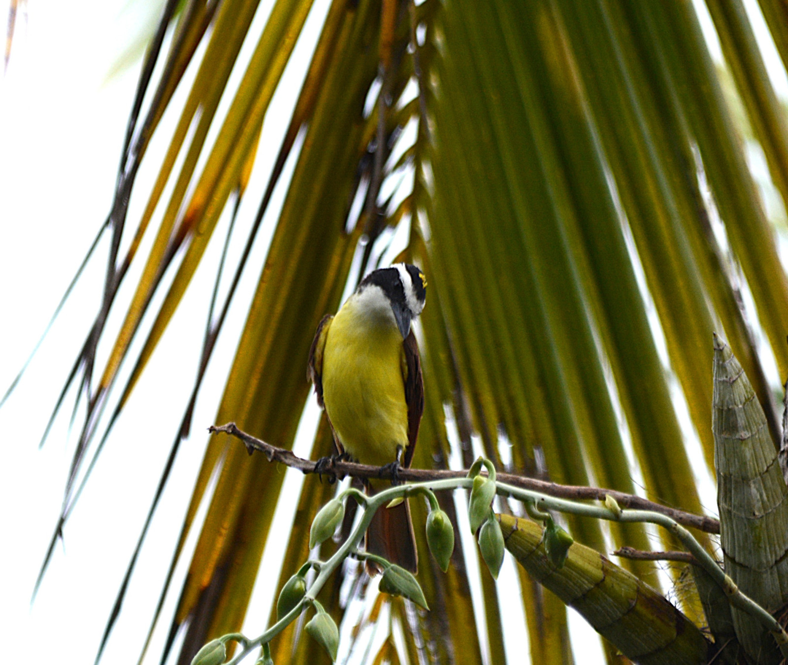 image Lesser Kiskadee
